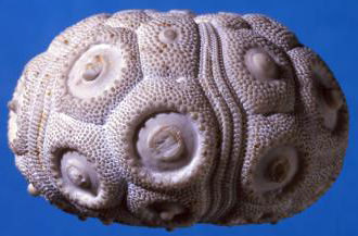 Bir ekinoid kabuğu. Ekinoidler 450 milyon yıl önce denizlerde yaşamaya başlamışlardır.