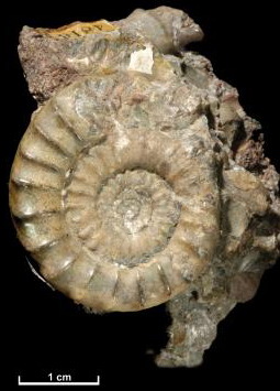 Ammonites can be 65 to 200 million years old. They lived in the sea. Fossils can be found today in sedimentary rocks.