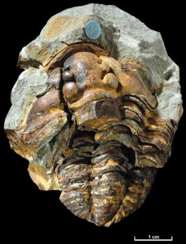 Trilobites lived in the sea. Here you can see its head at the top and tail at the bottom.