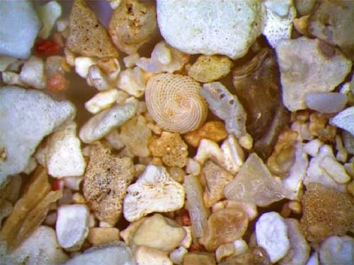 Shell and coral sand.  The rounded cream coloured grain with the spiral pattern is a foraminifera. © Abigail Burt