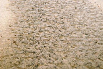 Short ripple crests mark where a stream flowed across the beach.  Camber Sands, East Sussex, England. © Abigail Burt