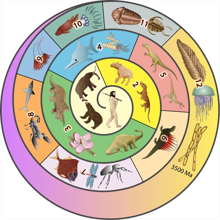 Starting at the centre, the spiral goes from the present day back in time. Each period has a geological name and shows the different creatures that lived during that time.