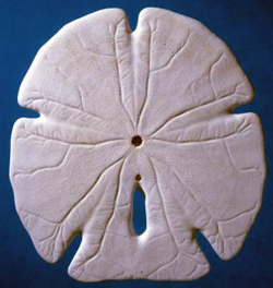 A typical echinoid shell