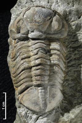 Trilobites had lots of body segments and lived on the sea floor.