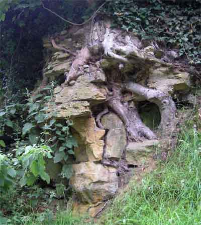 Tre radici che fratturano la roccia. Brughiere del nord Yorkshire, Inghilterra. © Richard Burt